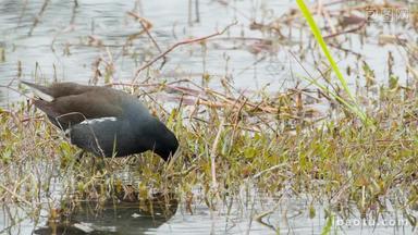 沼泽湿地黑水鸡觅食神格实拍